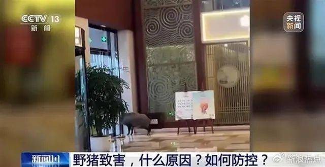 南京每平方公里野猪超4头<strong></p>
<p>虚拟币CSGO</strong>，“冲撞高铁”事故如何避免？