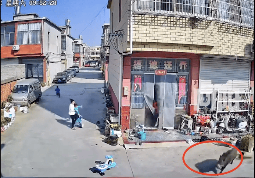 街头横冲直闯<strong></p>
<p>虚拟币交易网站</strong>，抱娃女子被撞伤，警方：已被特警击毙