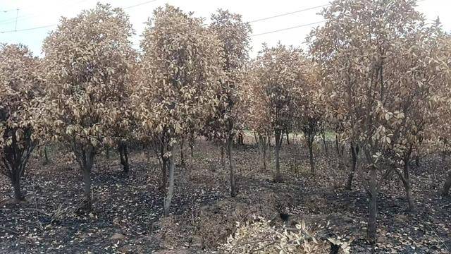 群众近千棵桂花树被烧死<strong></p>
<p>虚拟币挖矿程序原理</strong>,为何不立案?驻马店回应