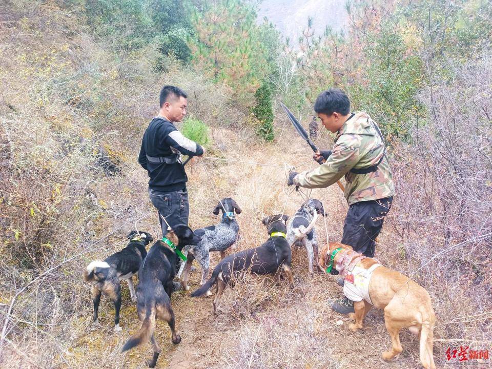 揭秘“野猪猎捕队”丨海拔3000米高山密林<strong></p>
<p>php虚拟币网站源码</strong>，记者跟队直击猎捕野猪全过程