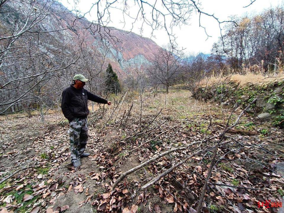 揭秘“野猪猎捕队”丨海拔3000米高山密林<strong></p>
<p>php虚拟币网站源码</strong>，记者跟队直击猎捕野猪全过程