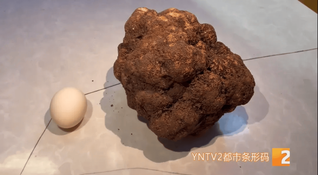 昆明一村民挖到1.7公斤超大松露<strong></p>
<p>php虚拟币网站源码</strong>！“看都看不够”
