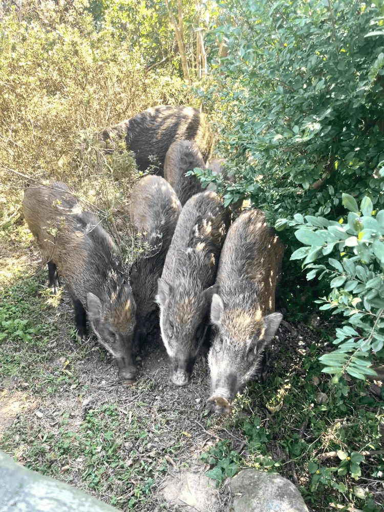 深圳梧桐山网红野猪下崽？市民拍到“一家人整整齐齐”<strong></p>
<p>洛克币虚拟货币</strong>，管理处：天天都有人投喂