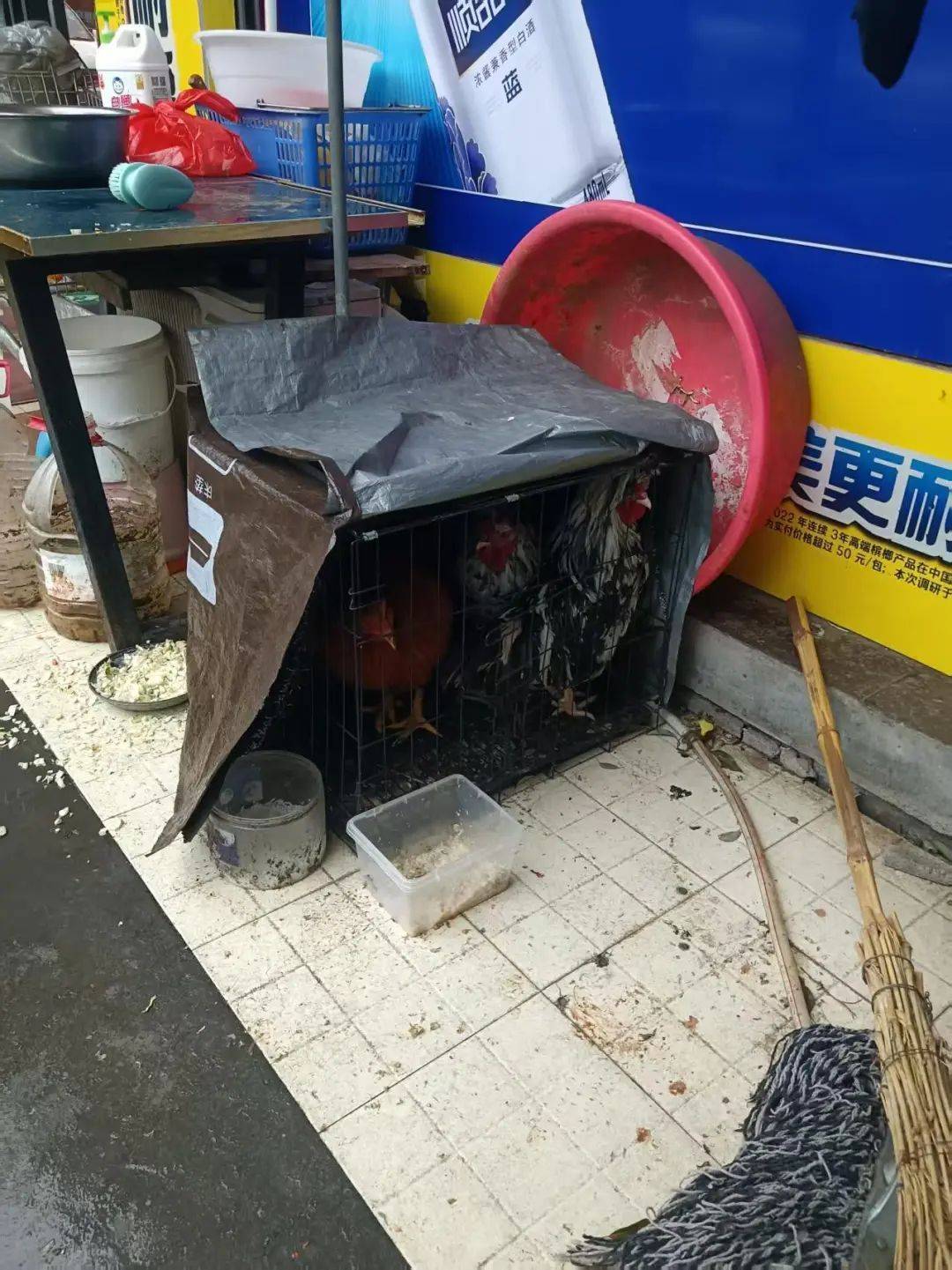 凌晨打鸣到天亮！长沙一小区超市养4只公鸡邻居难入睡<strong></p>
<p>核原油</strong>，回应：尽快吃掉