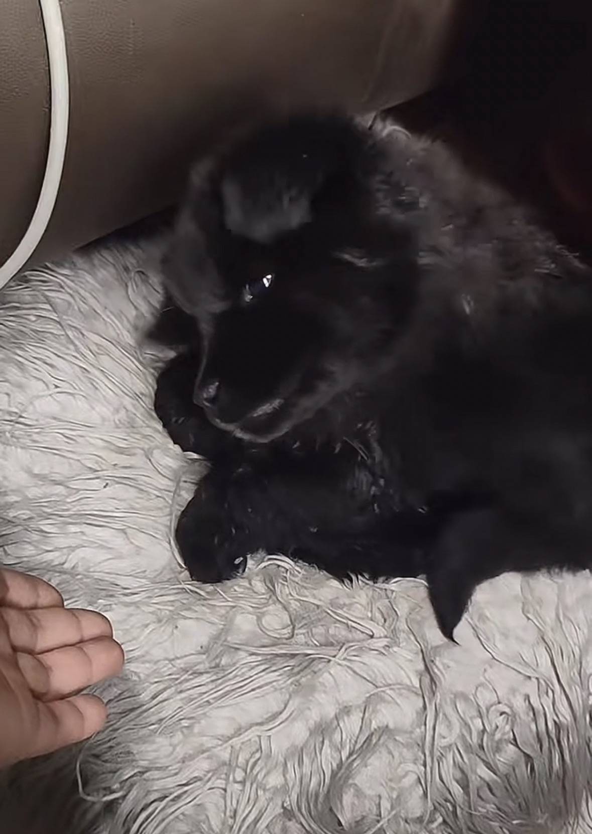 重庆男子在理塘旅游送当地小孩零食<strong></p>
<p>核原油</strong>,反被赠三只藏獒,“他们把我当做很好的客人”