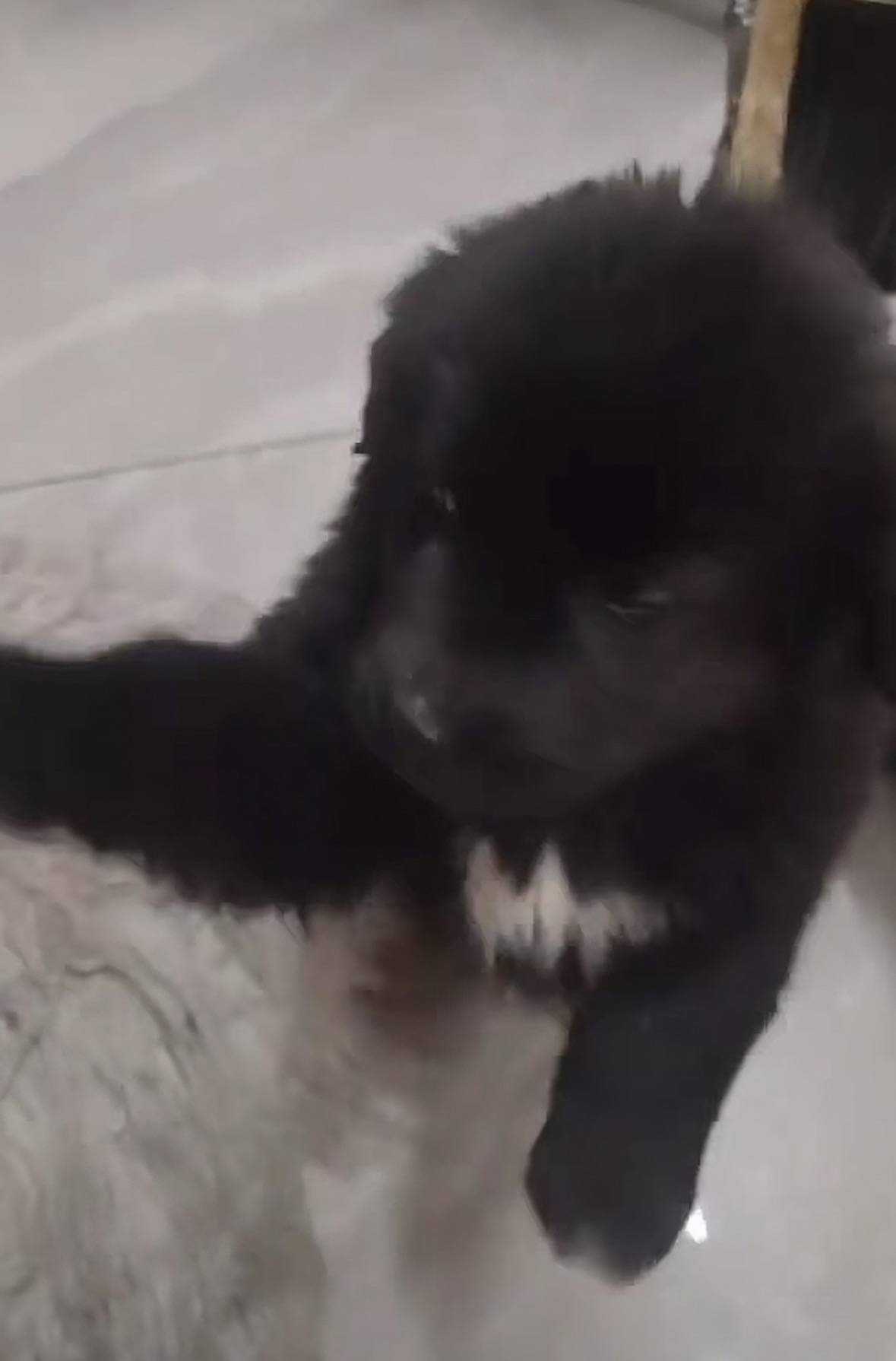 重庆男子在理塘旅游送当地小孩零食<strong></p>
<p>核原油</strong>,反被赠三只藏獒,“他们把我当做很好的客人”