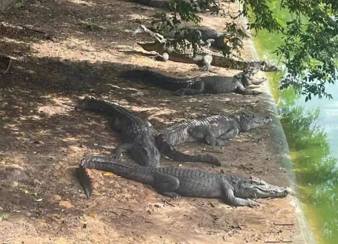 深圳一法院400万元起拍100吨活鳄鱼<strong></p>
<p>1吨原油多少桶</strong>，需“上门提货”，变卖源自一起刑事案件