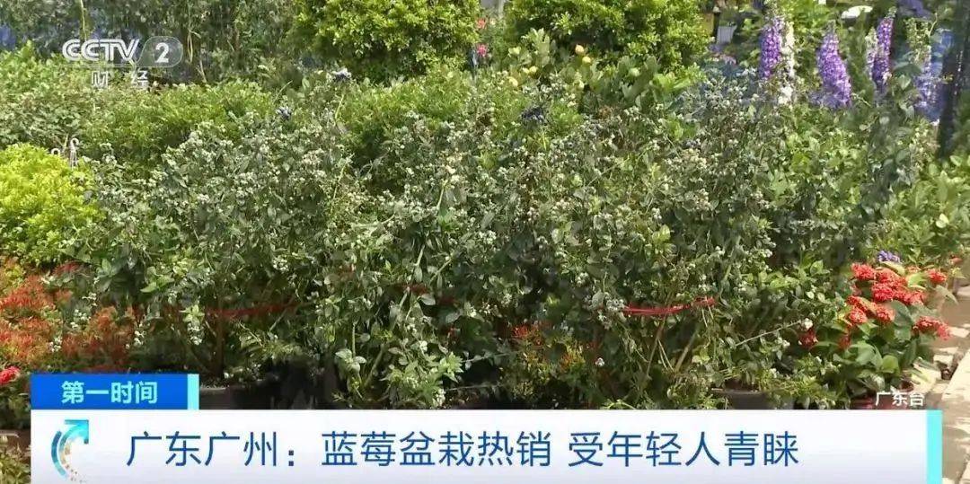 大降价<strong></p>
<p>投资原油平台</strong>！从100多元一斤到9.9元一盒
