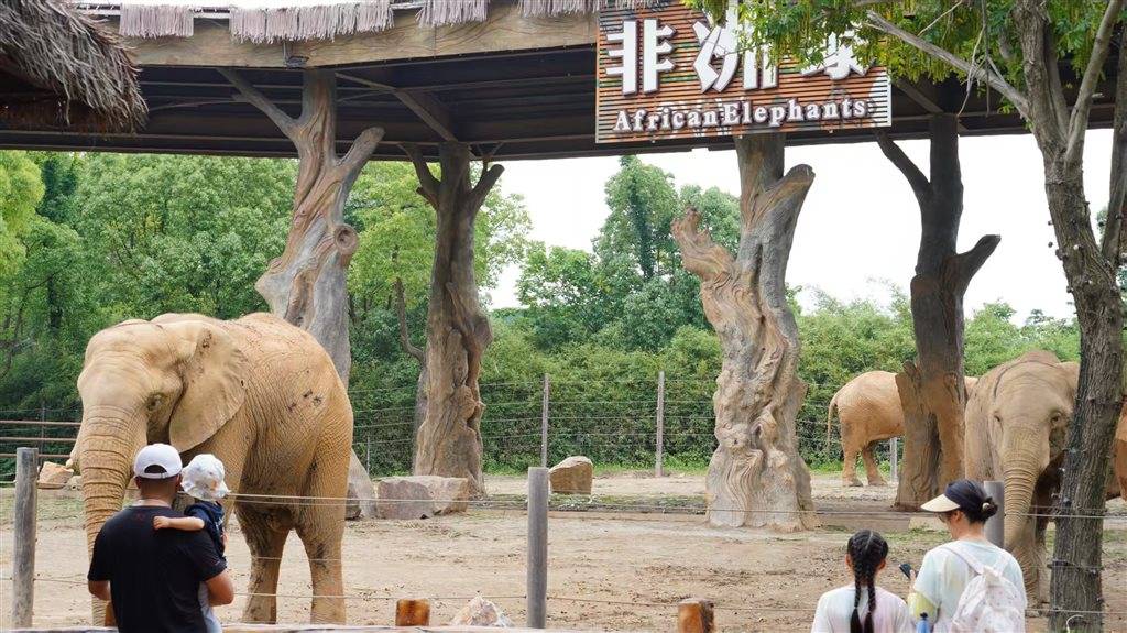 被攻击的母象丹妮未展出<strong></p>
<p>今天国际原油</strong>,为震慑作用设脉冲电网!记者实探上海野生动物园