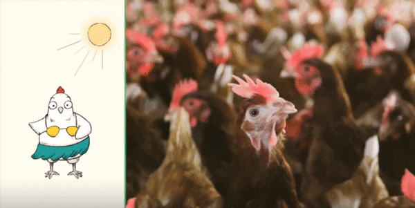 粘着鸡毛鸡屎的土鸡蛋<strong></p>
<p>正规交易原油平台</strong>,要先洗干净再放冰箱吗?