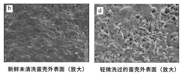 粘着鸡毛鸡屎的土鸡蛋<strong></p>
<p>正规交易原油平台</strong>,要先洗干净再放冰箱吗?
