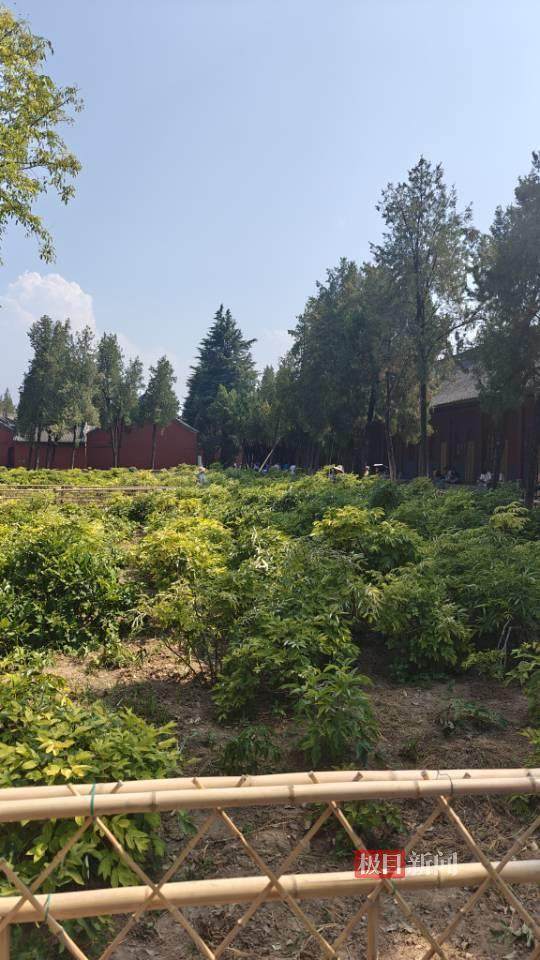 印乐方丈管理下的白马寺：僧人顶着高温种地<strong></p>
<p>中原油田招聘信息</strong>，义工称寺里秉承农禅并重