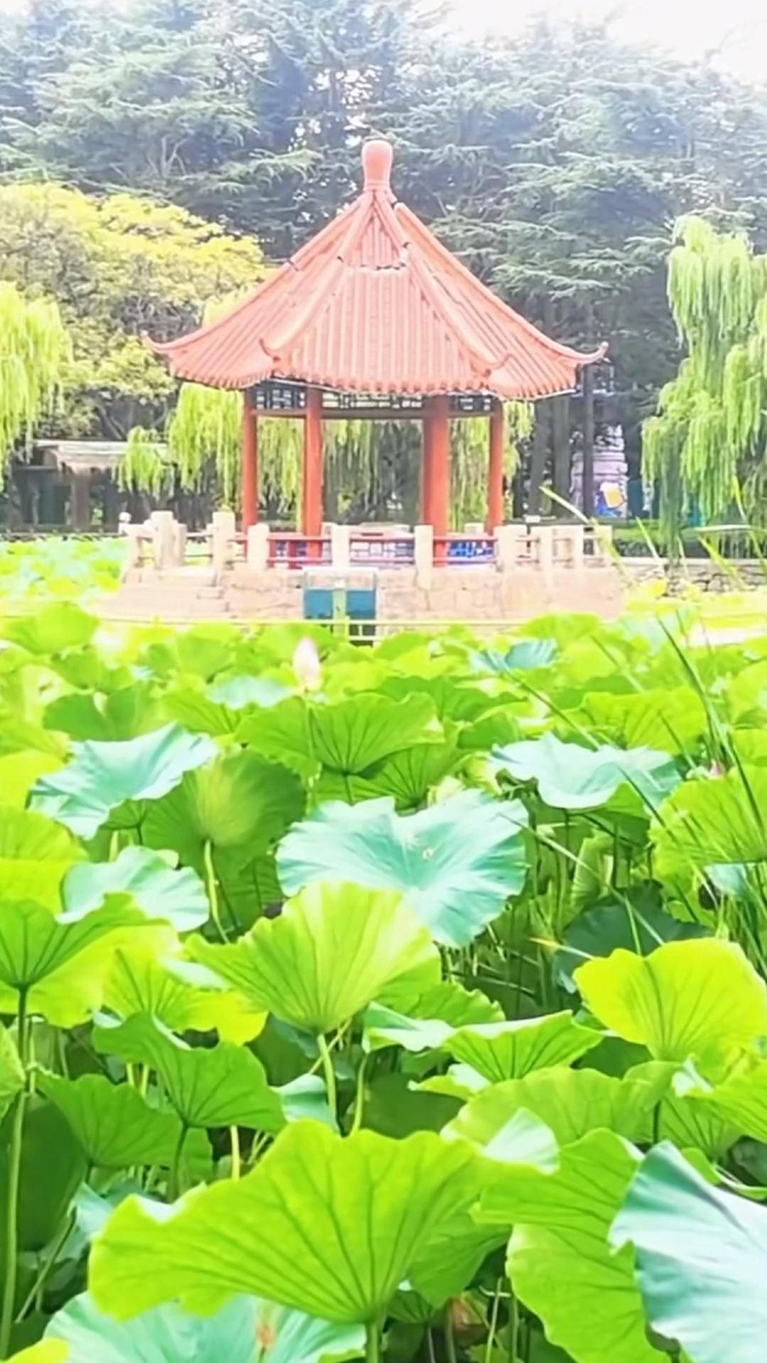 青岛中山公园一凉亭突然倒塌：一年前刚完成修缮<strong></p>
<p>库存原油</strong>，园方称无伤亡原因待查