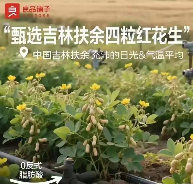 “花生上树”闹剧：AI翻车背后<strong></p>
<p>原油一桶多重</strong>，我们都在弄丢常识？