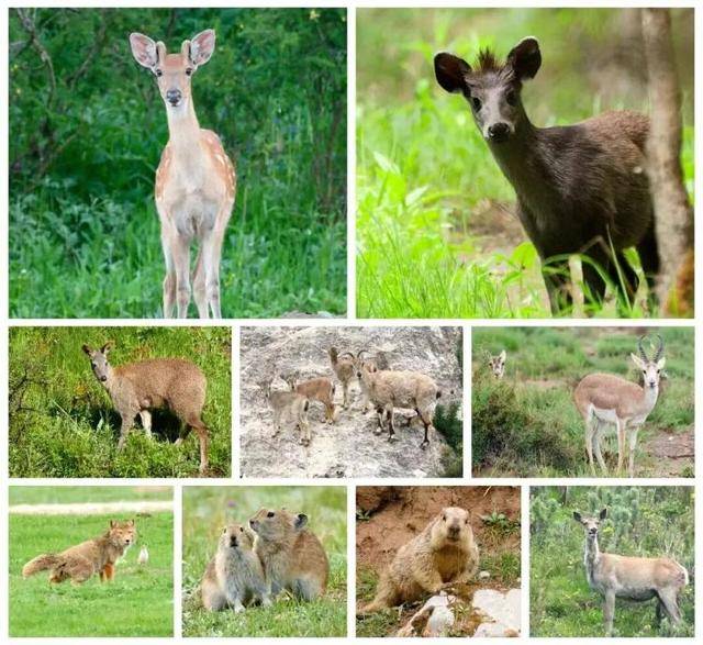 “感谢大家支持我大闹天宫……”蔡国强烟花秀现场感言视频披露<strong></p>
<p>阳春房产资讯网</strong>,又遭质疑!