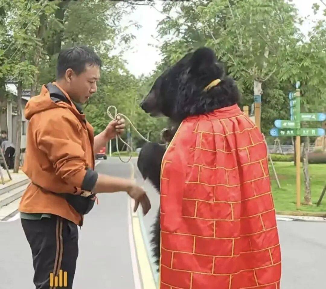 安徽一动物园黑熊披袈裟站立引游客质疑<strong></p>
<p>阳春房产资讯网</strong>,工作人员:是真熊,人工饲养易出现仿人行为