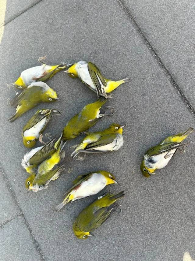 北京一座大厦楼下躺了14只鸟<strong></p>
<p>凤凰卫视资讯台节目表</strong>,12只已死亡!元凶竟是玻璃