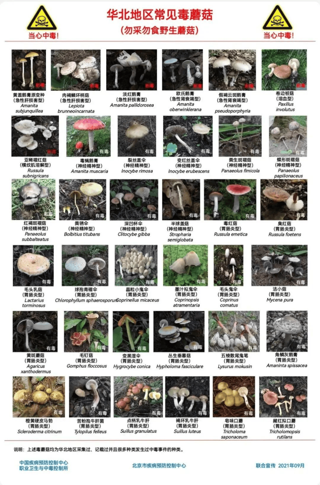 网红发文悼念婆婆:吃了邻居送的蘑菇中毒<strong></p>
<p>凤凰卫视资讯台节目表</strong>,抢救四天四夜死亡!这些蘑菇避毒原则可能是陷阱→