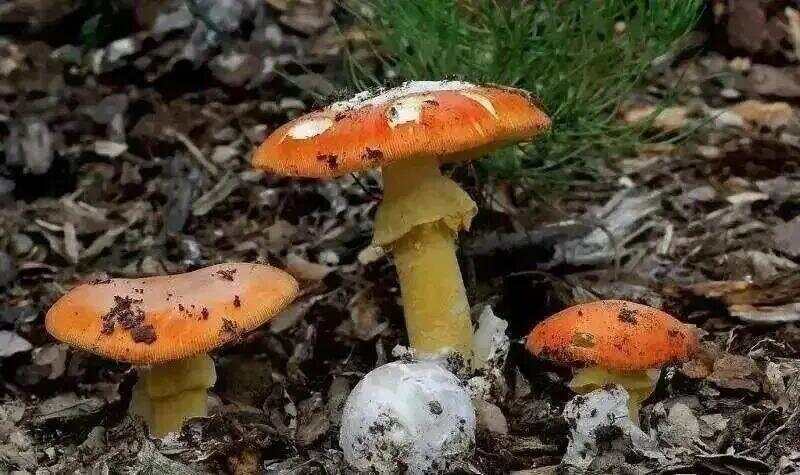 网红发文悼念婆婆:吃了邻居送的蘑菇中毒<strong></p>
<p>凤凰卫视资讯台节目表</strong>,抢救四天四夜死亡!这些蘑菇避毒原则可能是陷阱→