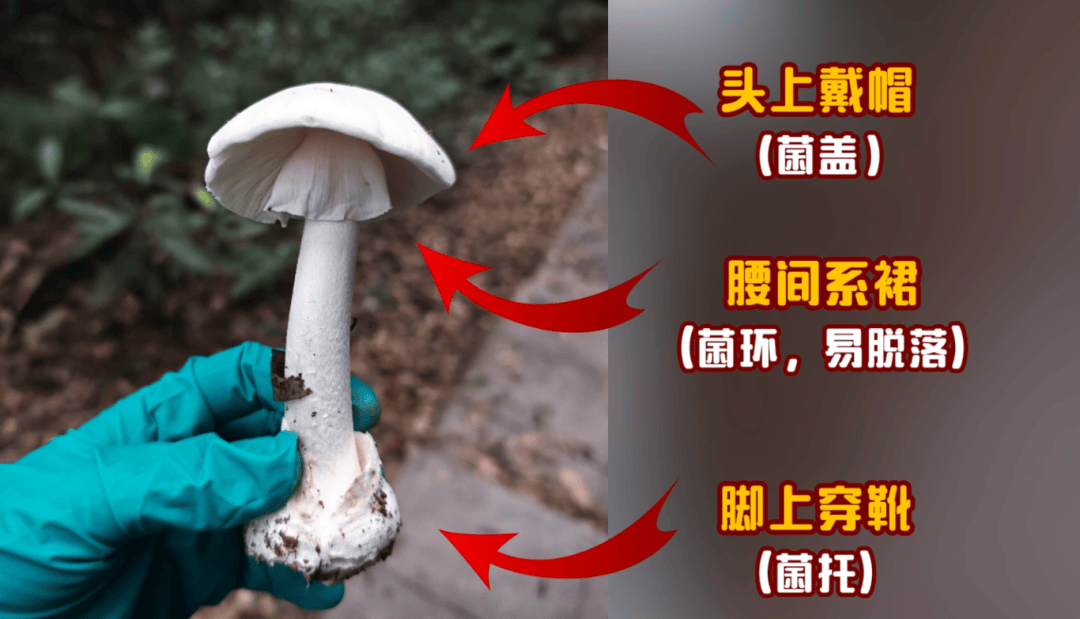 网红发文悼念婆婆:吃了邻居送的蘑菇中毒<strong></p>
<p>凤凰卫视资讯台节目表</strong>,抢救四天四夜死亡!这些蘑菇避毒原则可能是陷阱→