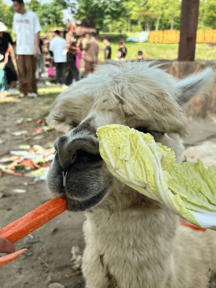 网友称南通一动物园羊驼被投喂吃撑倒地翻白眼<strong></p>
<p>海南港澳资讯产业</strong>,园方回应:确实是吃饱了,“不会撑死,旁边有饲养员在观察”