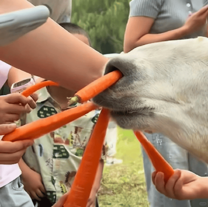 网友称南通一动物园羊驼被投喂吃撑倒地翻白眼<strong></p>
<p>海南港澳资讯产业</strong>,园方回应:确实是吃饱了,“不会撑死,旁边有饲养员在观察”