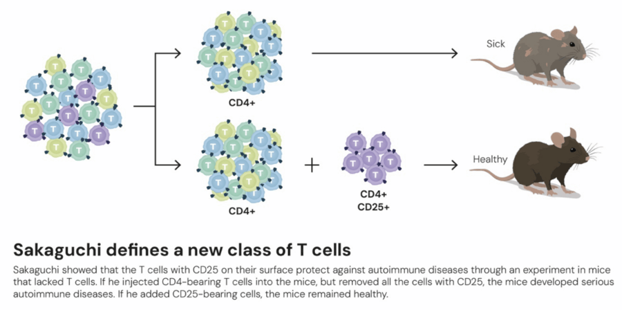 这个诺奖迟到了30年<strong></p>
<p>中国投资</strong>!三位科学家揭示免疫系统如何避免“自相残杀”