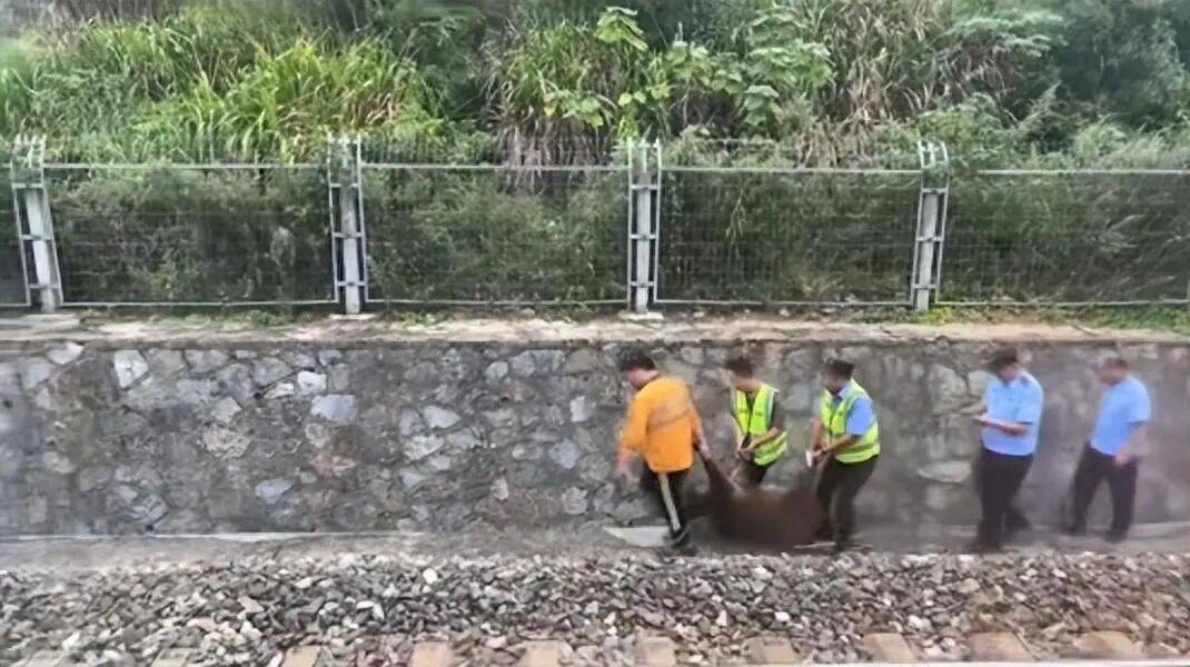 湖北一列车撞上野猪致停运<strong></p>
<p>资讯网交易</strong>,铁路局:野猪已无害化处理,列车正常运行;附近曾发生多起野猪伤人事件