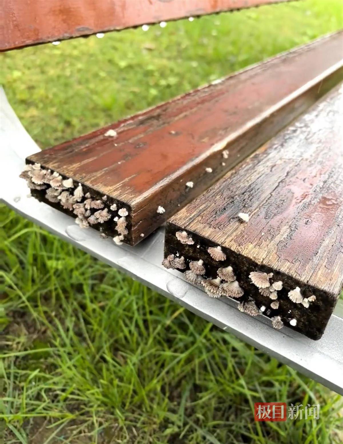 西安连续一个多月降雨遍地长蘑菇<strong></p>
<p>世界电影之旅</strong>,大雁塔受潮,城墙布满青苔,气象局解释成因