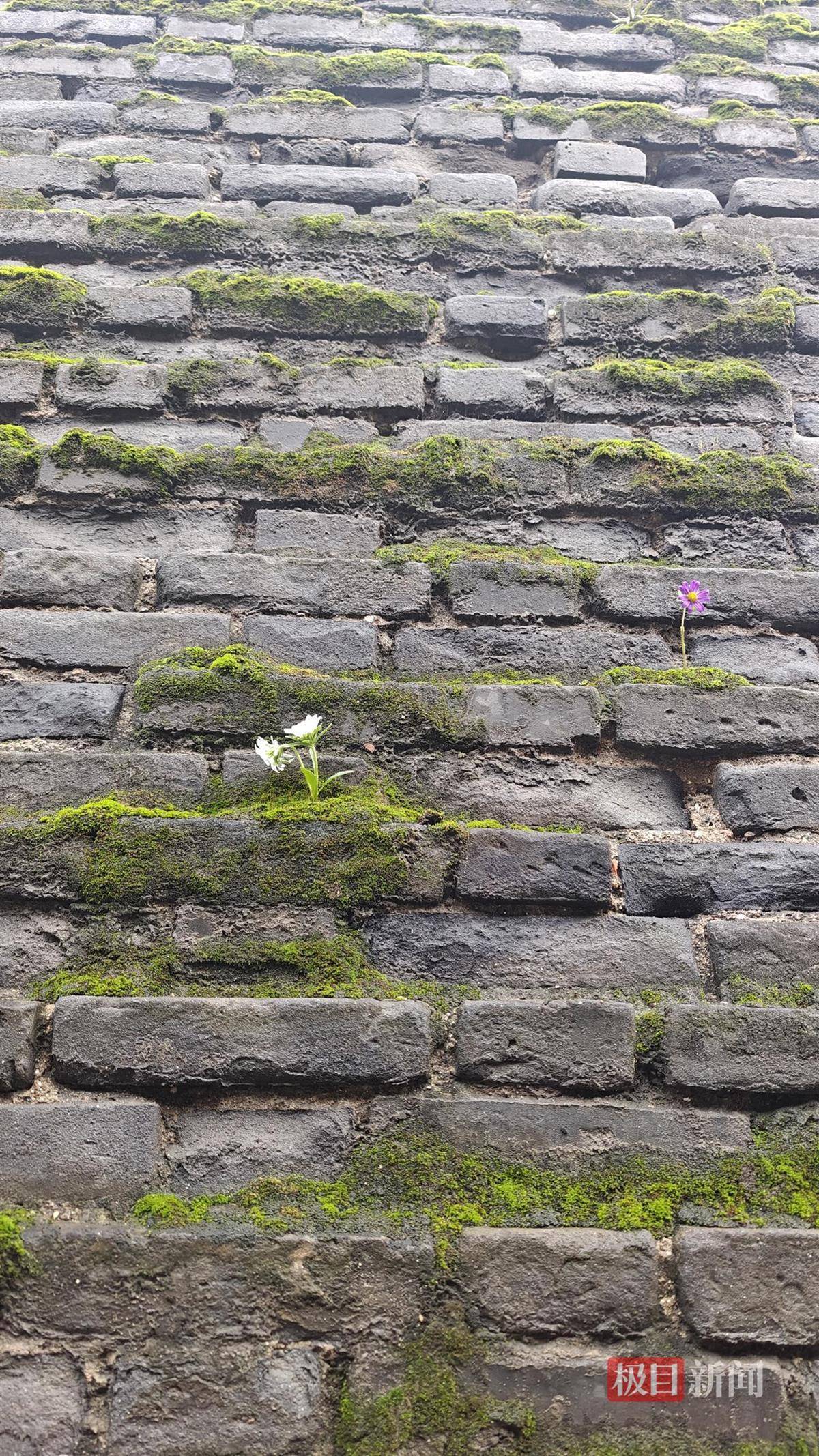 西安连续一个多月降雨遍地长蘑菇<strong></p>
<p>世界电影之旅</strong>,大雁塔受潮,城墙布满青苔,气象局解释成因