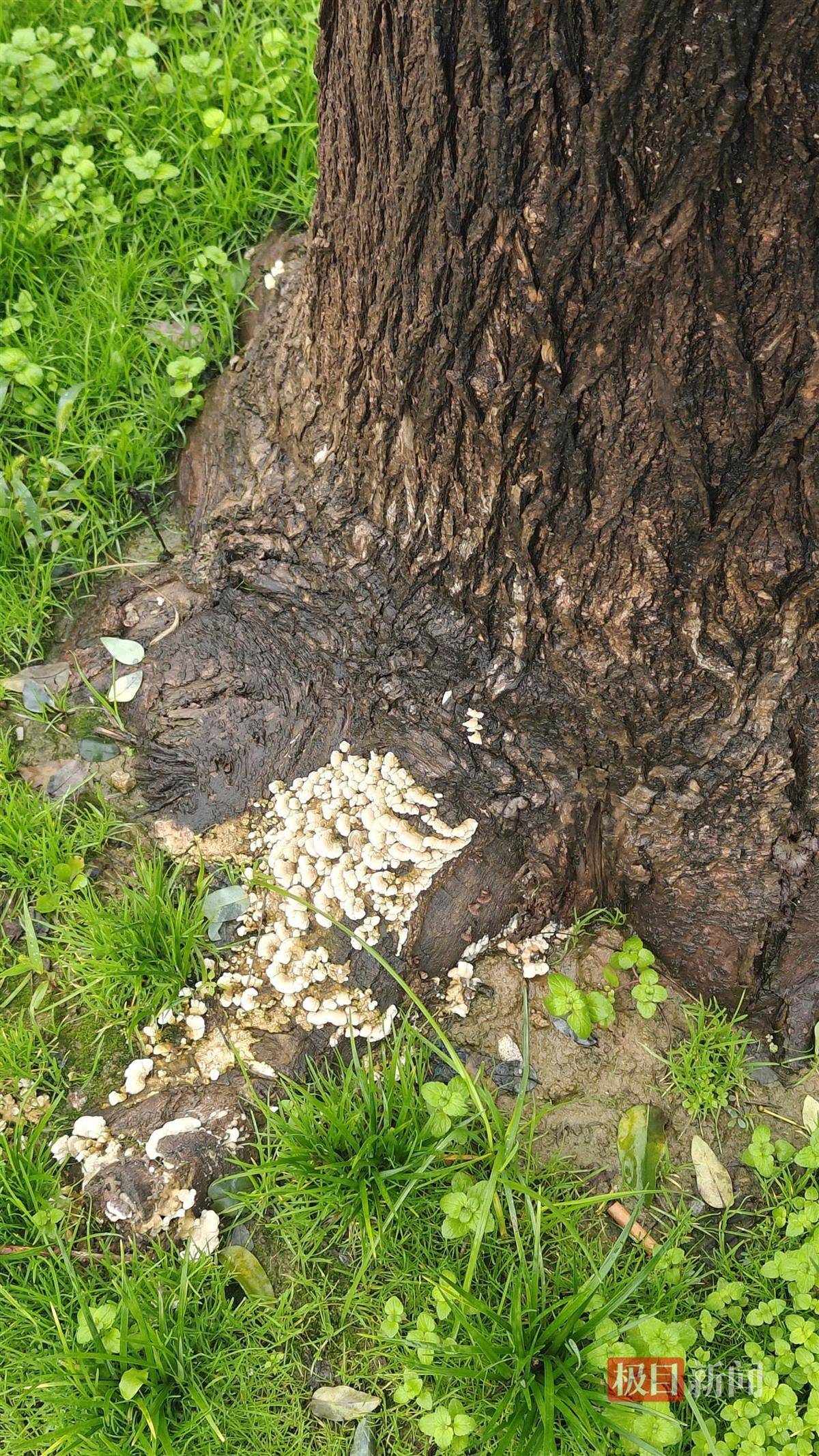 西安连续一个多月降雨遍地长蘑菇<strong></p>
<p>世界电影之旅</strong>,大雁塔受潮,城墙布满青苔,气象局解释成因