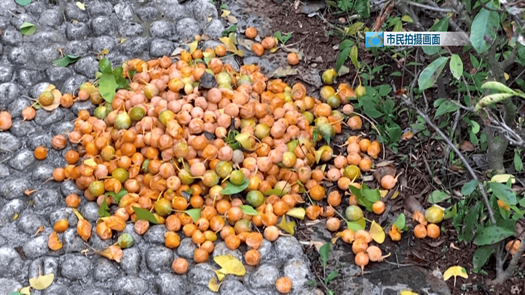 不要捡<strong></p>
<p>世界电影之旅</strong>!不要吃!昆明街头正大量出现……