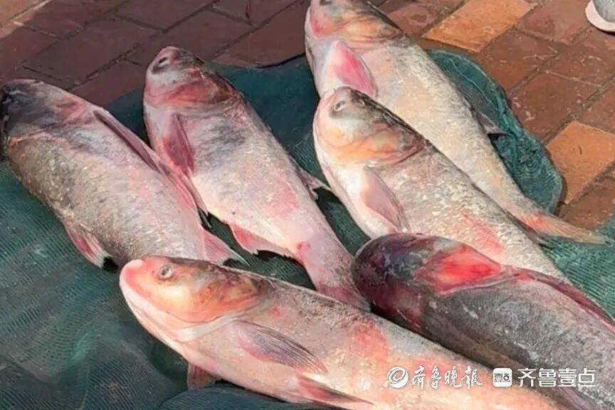 “鱼多得数不过来<strong></p>
<p>资讯快车</strong>,一网子下去能捞好几条”济南锦绣川水库开闸放水,大量鲢鱼被冲出,工作人员:禁止捕捞!