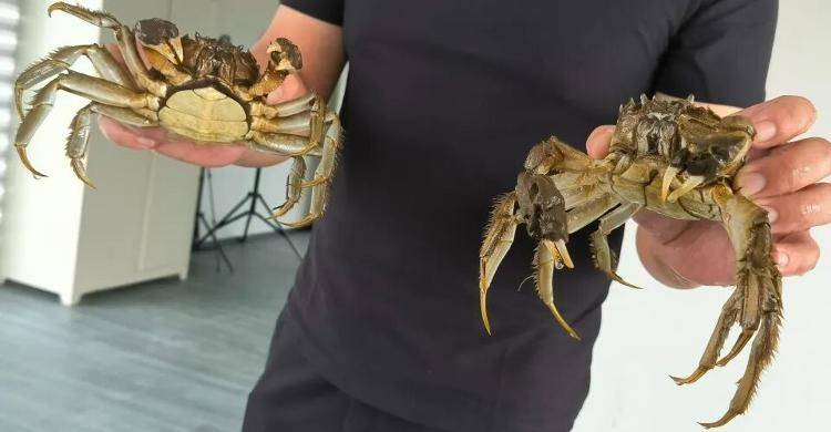 武汉江夏一地大闸蟹大量上市<strong></p>
<p>新闻资讯</strong>,日产1000斤当天售完,每只螃蟹有自己的“身份证”,吃深海小黄鱼长大