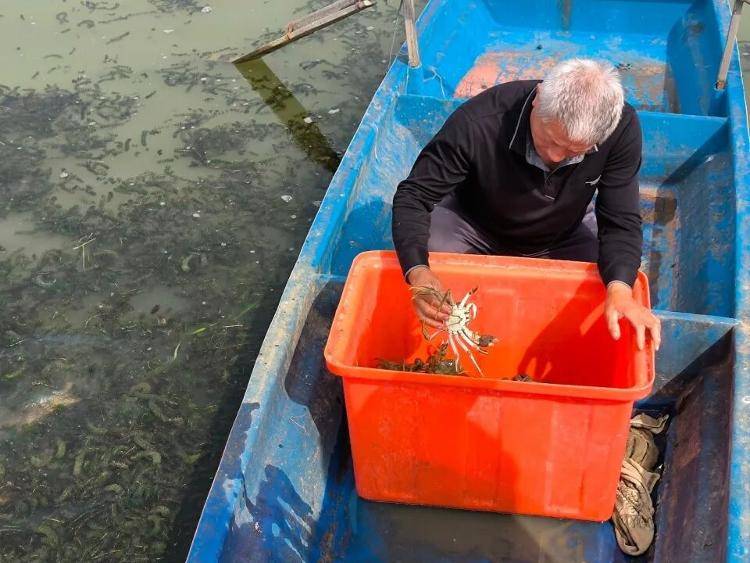 武汉江夏一地大闸蟹大量上市<strong></p>
<p>新闻资讯</strong>,日产1000斤当天售完,每只螃蟹有自己的“身份证”,吃深海小黄鱼长大