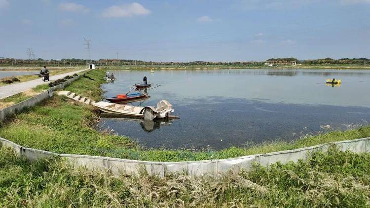 武汉江夏一地大闸蟹大量上市<strong></p>
<p>新闻资讯</strong>,日产1000斤当天售完,每只螃蟹有自己的“身份证”,吃深海小黄鱼长大