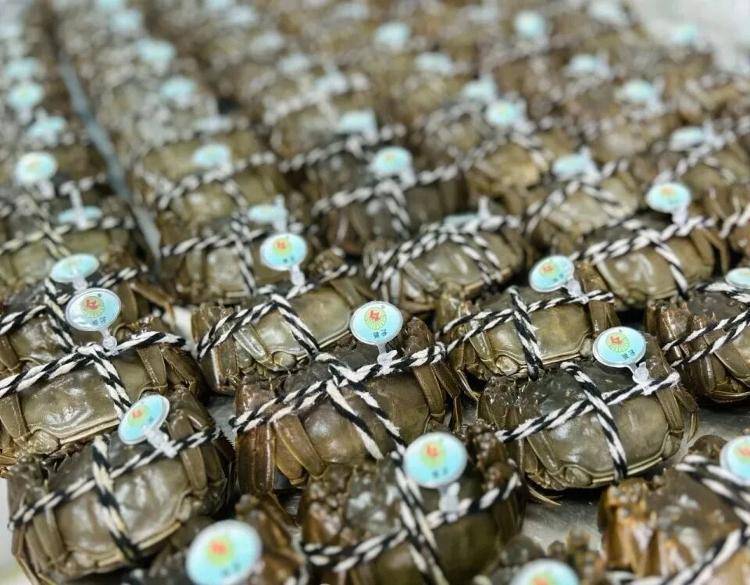 武汉江夏一地大闸蟹大量上市<strong></p>
<p>新闻资讯</strong>,日产1000斤当天售完,每只螃蟹有自己的“身份证”,吃深海小黄鱼长大