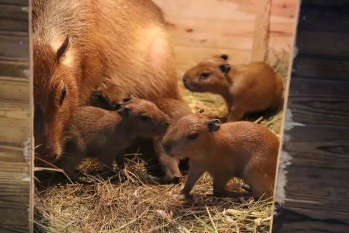 出生1小时就能独立行走<strong></p>
<p>林俊杰资讯台微博新浪</strong>,济南动物园“果果”和“豚豚”的4只新生幼崽,周末和市民见面