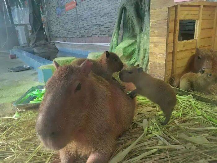 出生1小时就能独立行走<strong></p>
<p>林俊杰资讯台微博新浪</strong>,济南动物园“果果”和“豚豚”的4只新生幼崽,周末和市民见面