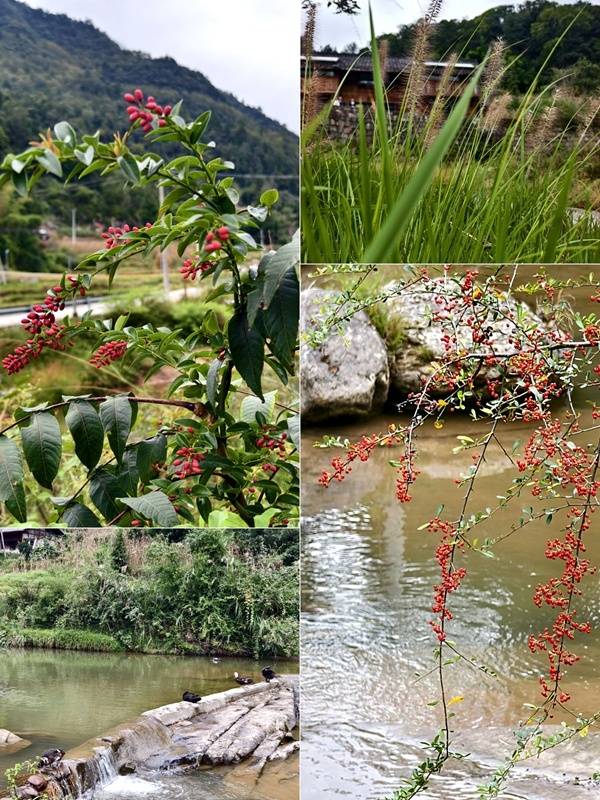 推窗见梯田<strong></p>
<p>西安博通资讯股份</strong>!梧桐山民宿:把日子过成诗