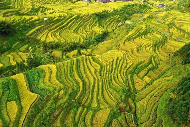 金秋<strong></p>
<p>中宇化工资讯网</strong>,广西的梯田一点不输!