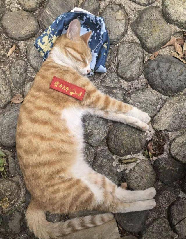 《红舞鞋》剧组在高校拍摄时撞死流浪猫<strong></p>
<p>听资讯</strong>,剧组凌晨致歉:涉事司机引咎辞职,将以小猫名字成立基金