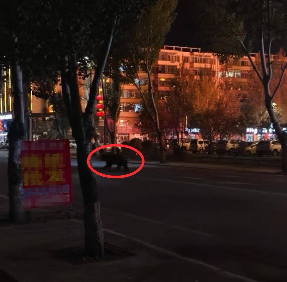 大黑熊夜里独闯黑龙江一县城闹市区<strong></p>
<p>听资讯</strong>，警方连开10多枪击毙，回应为何没用麻醉枪