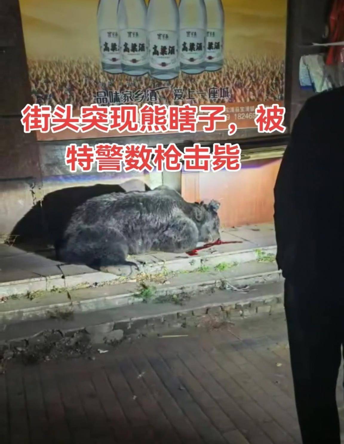 大黑熊夜里独闯黑龙江一县城闹市区<strong></p>
<p>听资讯</strong>，警方连开10多枪击毙，回应为何没用麻醉枪