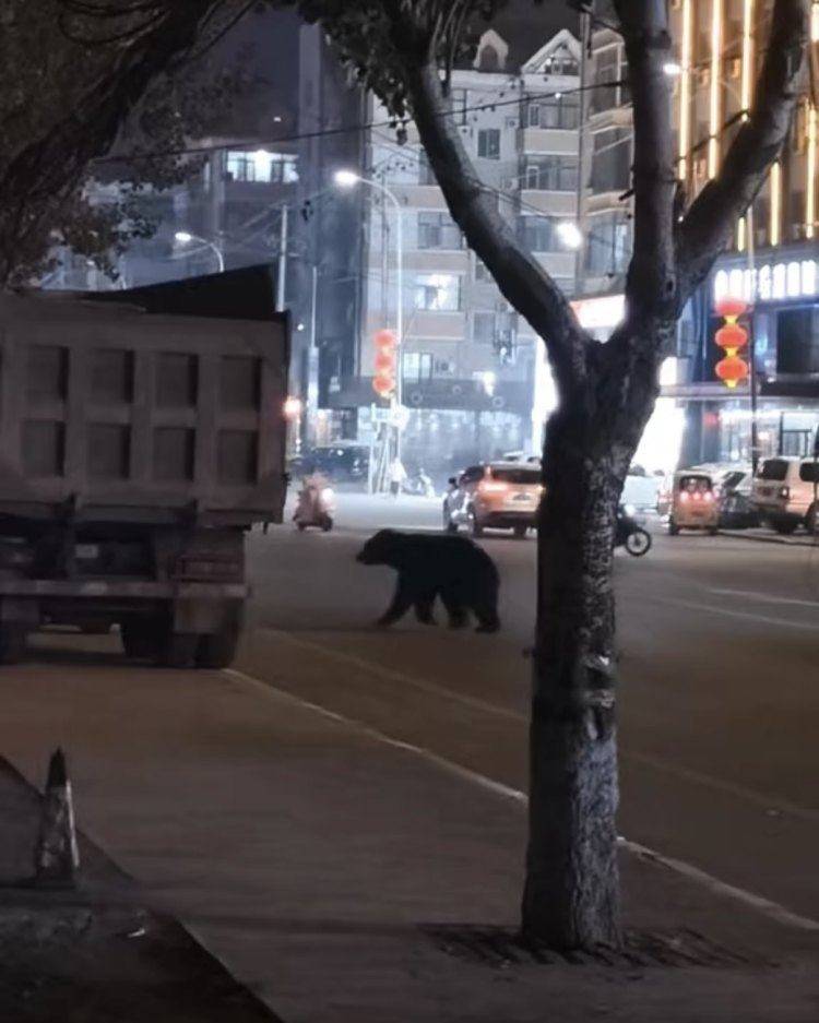 黑熊闯闹市被击毙<strong></p>
<p>听资讯</strong>,为何不用麻醉枪?专家回应