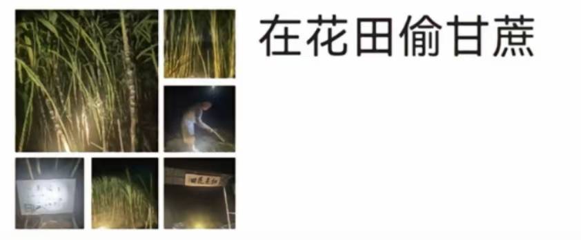 浙江一“可偷甘蔗地”成打卡点<strong></p>
<p>灵通资讯招聘</strong>,上百网友深夜体验,80后“地主”:已收偷款6千元