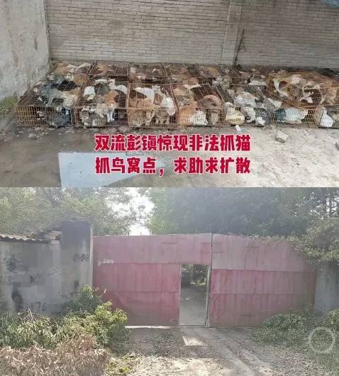 “成都一空置房非法囤猫”?官方通报:共发现被困小猫102只<strong></p>
<p>凯尔特人资讯</strong>,未发现虐猫行为