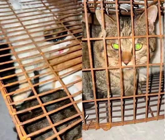 “成都一空置房非法囤猫”?官方通报:共发现被困小猫102只<strong></p>
<p>凯尔特人资讯</strong>,未发现虐猫行为