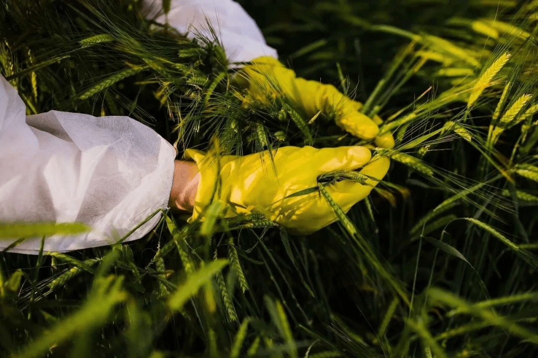 警惕<strong></p>
<p>dota2更新资讯</strong>！田里有间谍