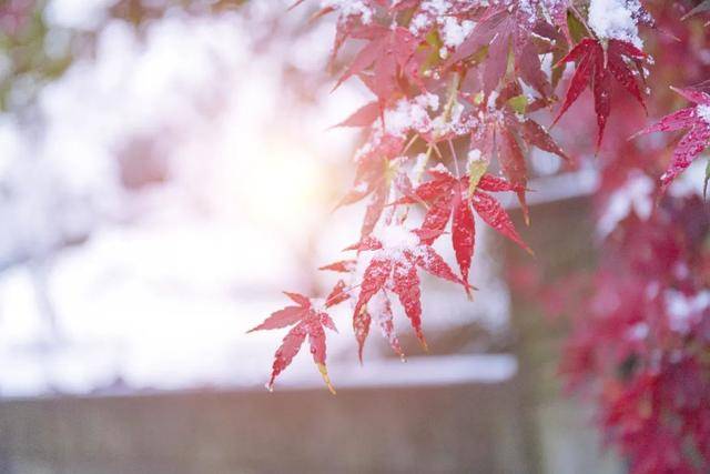 百年难遇“早立冬”来了<strong></p>
<p>下载一点资讯到桌面</strong>!有啥讲究?早看早准备!